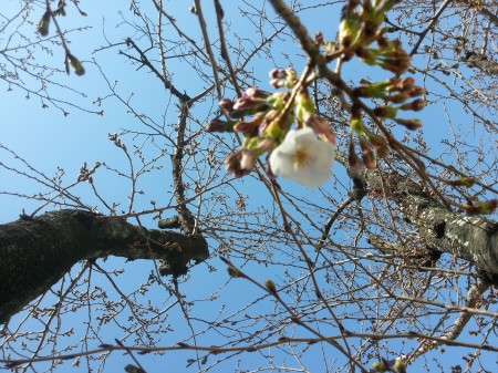 桜　染井吉野